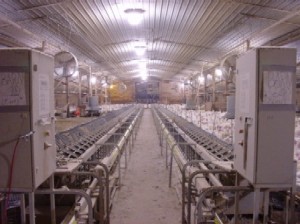 Cleaner air inside poultry barn