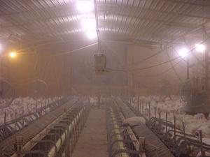 Inside of Poultry Barn